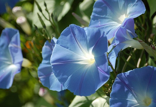 Morning Glory Ipomoea tricolor 'Heavenly Blue'